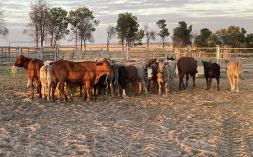 cows