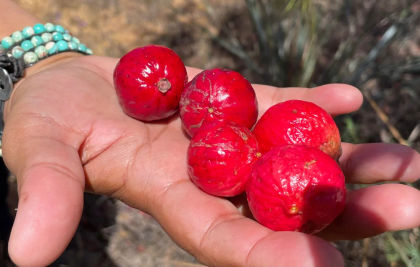 Close up of hand holding bushfood