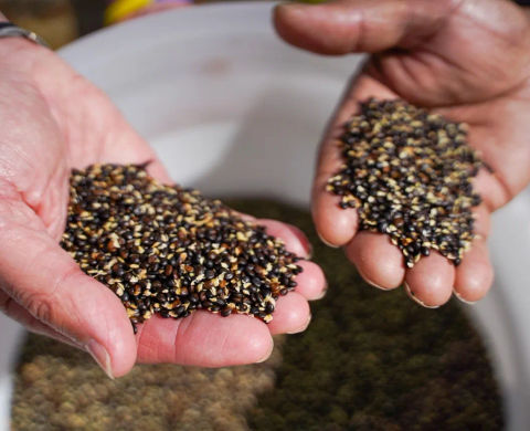 wattle seeds in hands