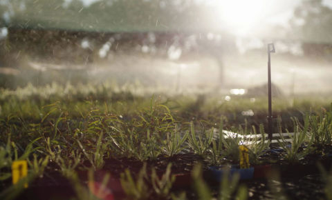 close up of sprinklers on seedlings