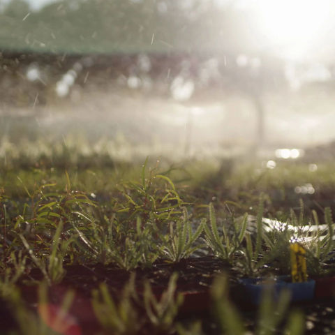 close up of sprinklers on seedlings