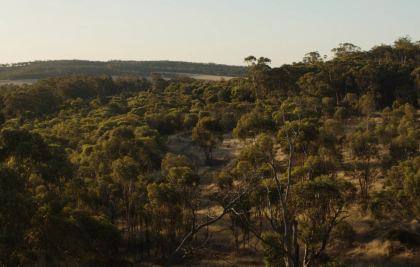 landscape image of bushland