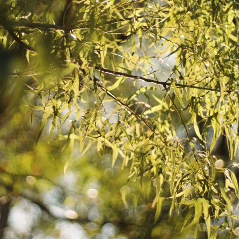 Close up of leaves on tree