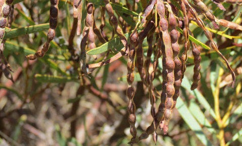 close up image of wattleseed
