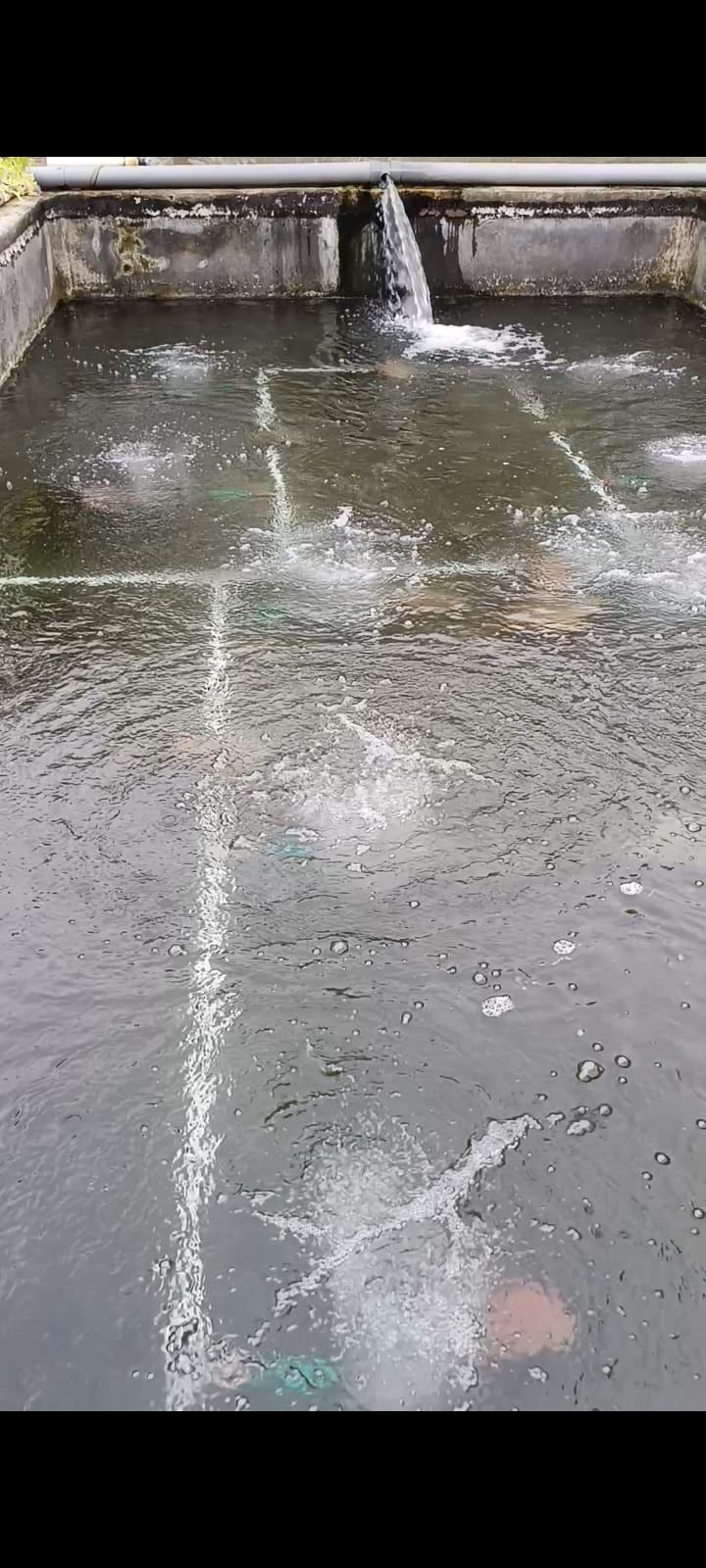 Ikan dimasukkan ke dalam keranjang untuk dikirim