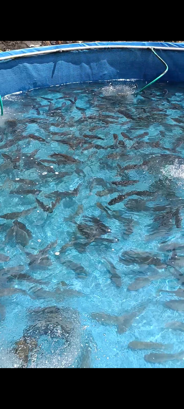 Ikan dimasukkan ke dalam keranjang untuk dikirim