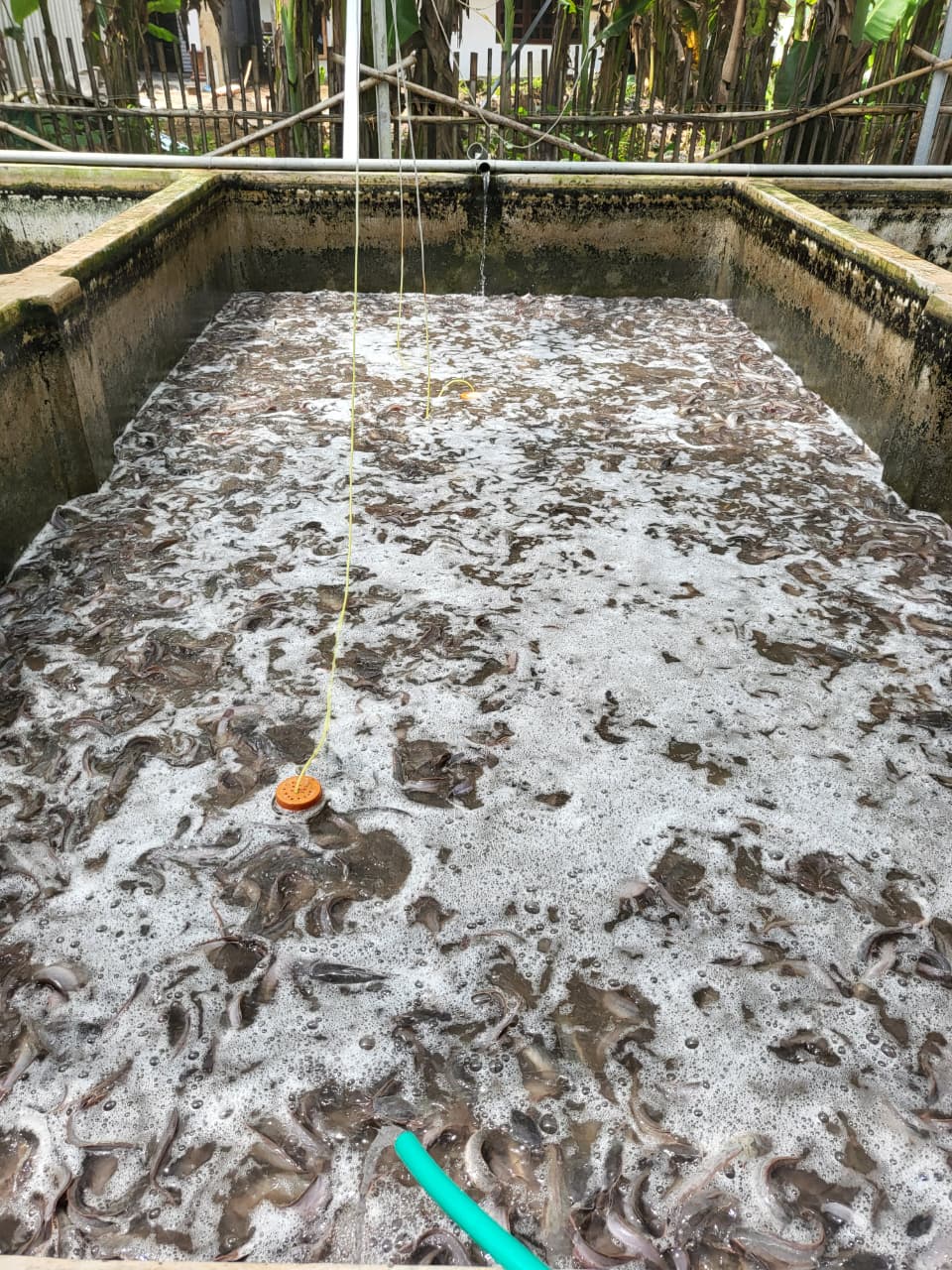 Ikan dimasukkan ke dalam keranjang untuk dikirim