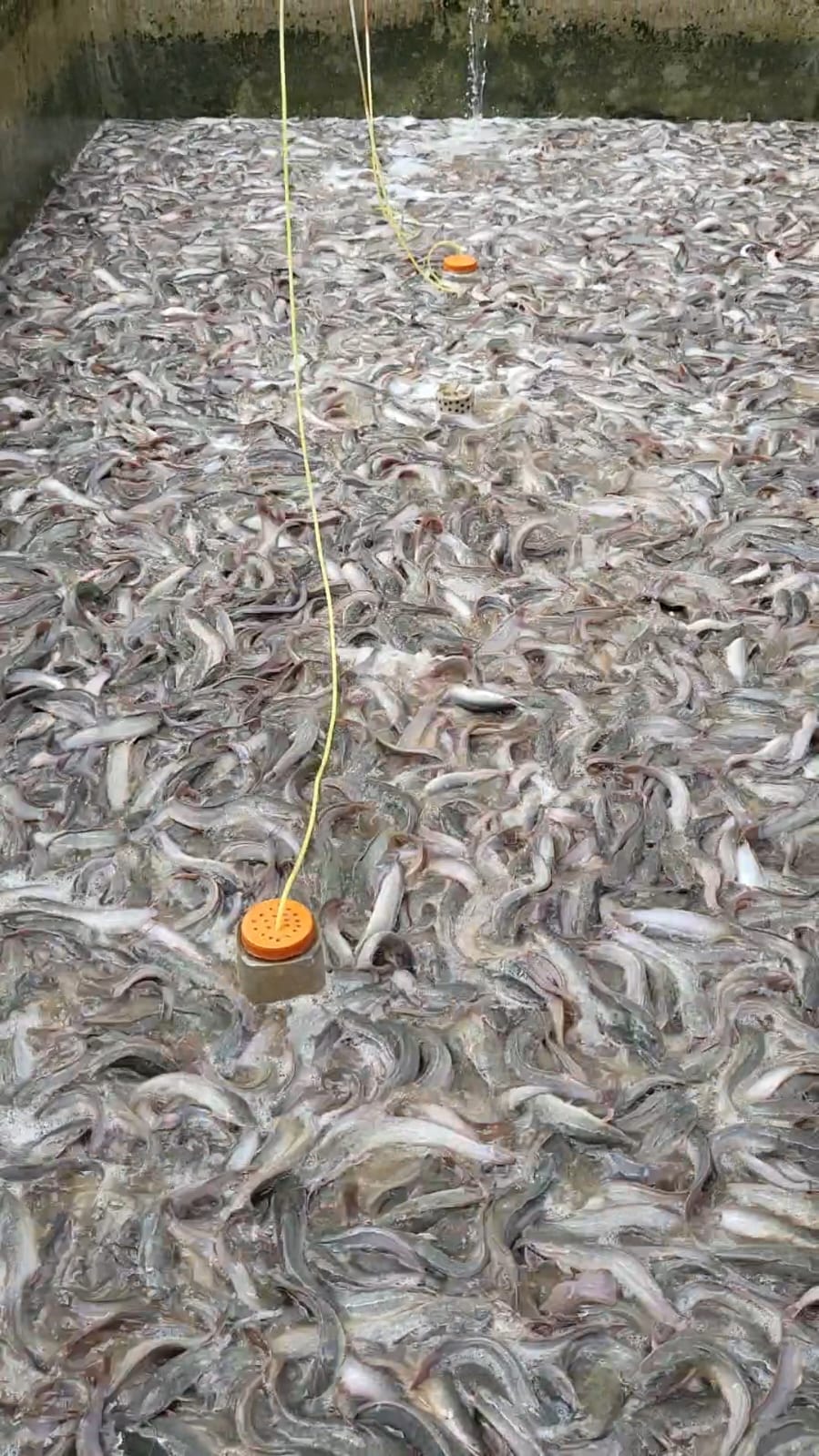 Ikan dimasukkan ke dalam keranjang untuk dikirim