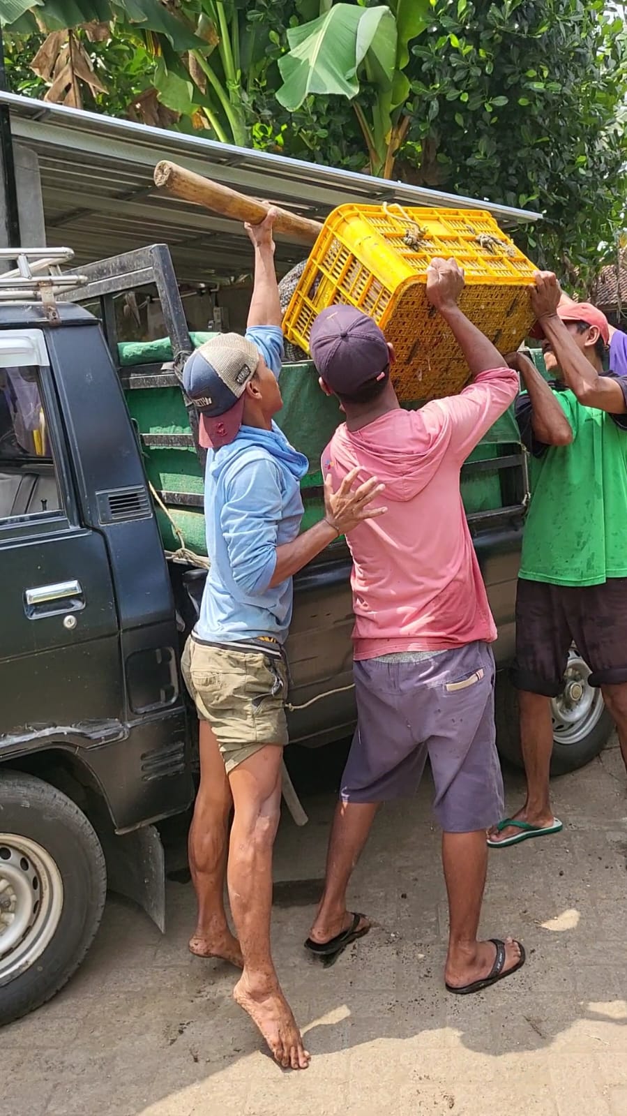 Petani sedang memanen ikan dari kolam