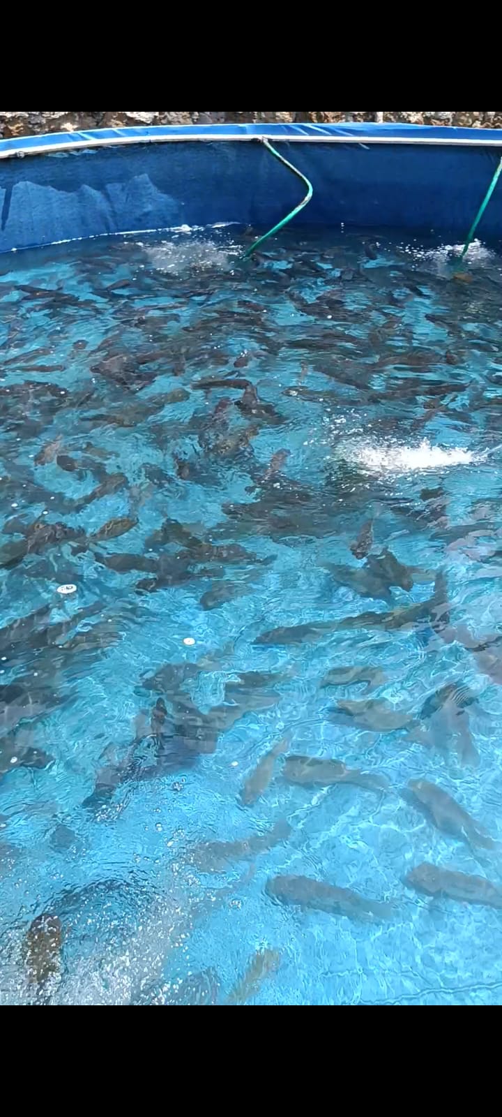 Ikan dimasukkan ke dalam keranjang untuk dikirim
