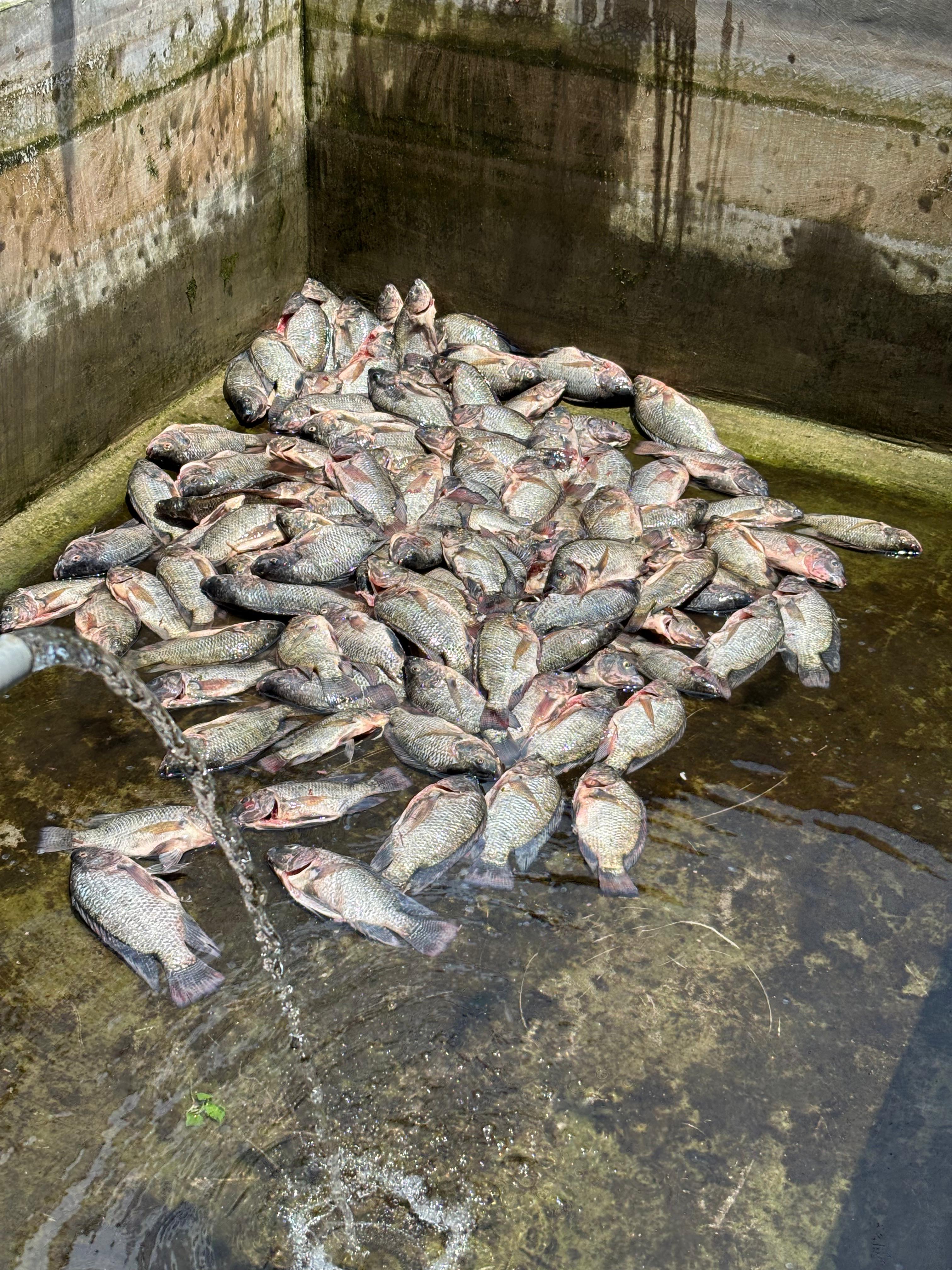 Ikan dimasukkan ke dalam keranjang untuk dikirim