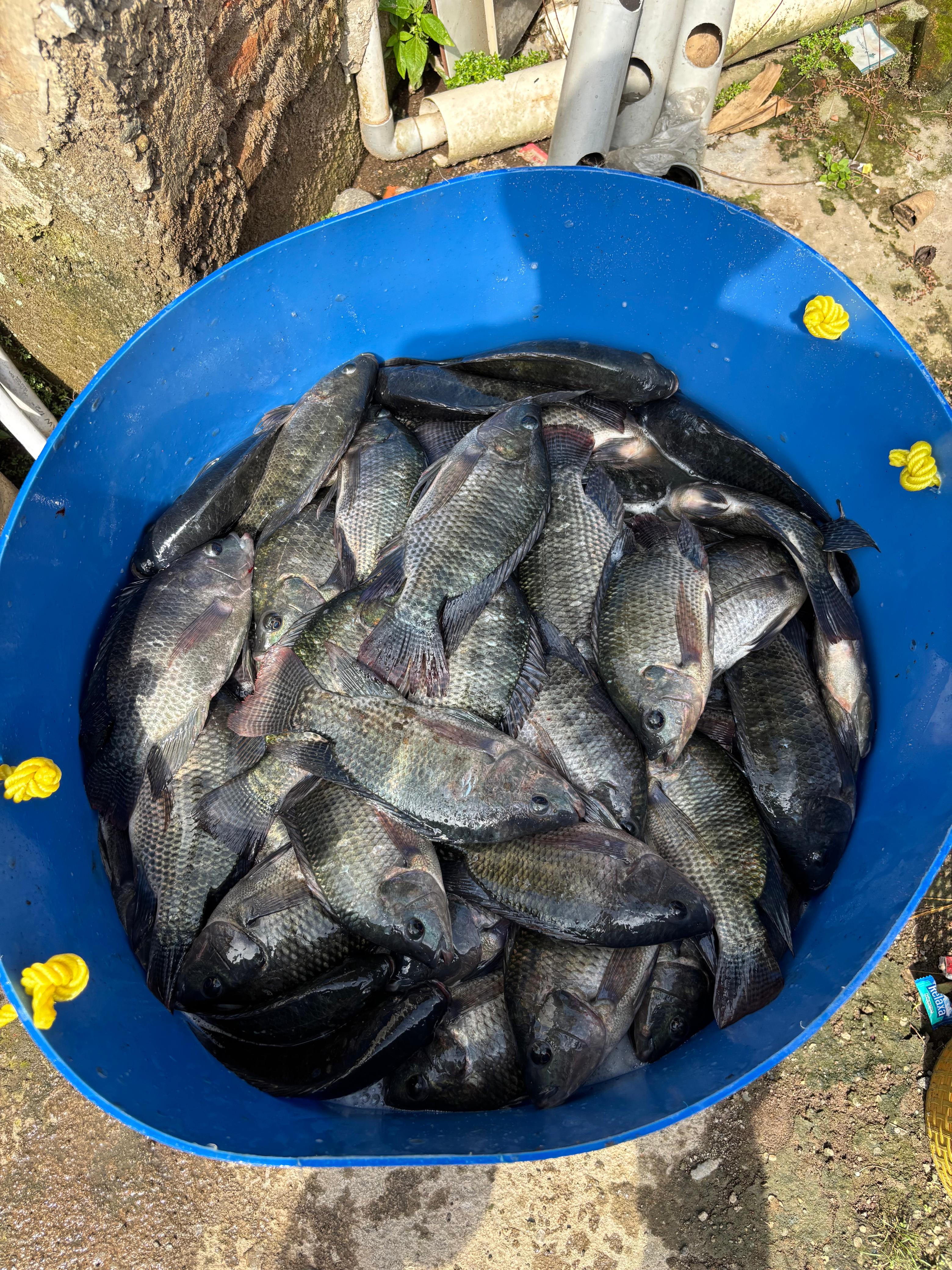 Ikan dimasukkan ke dalam keranjang untuk dikirim