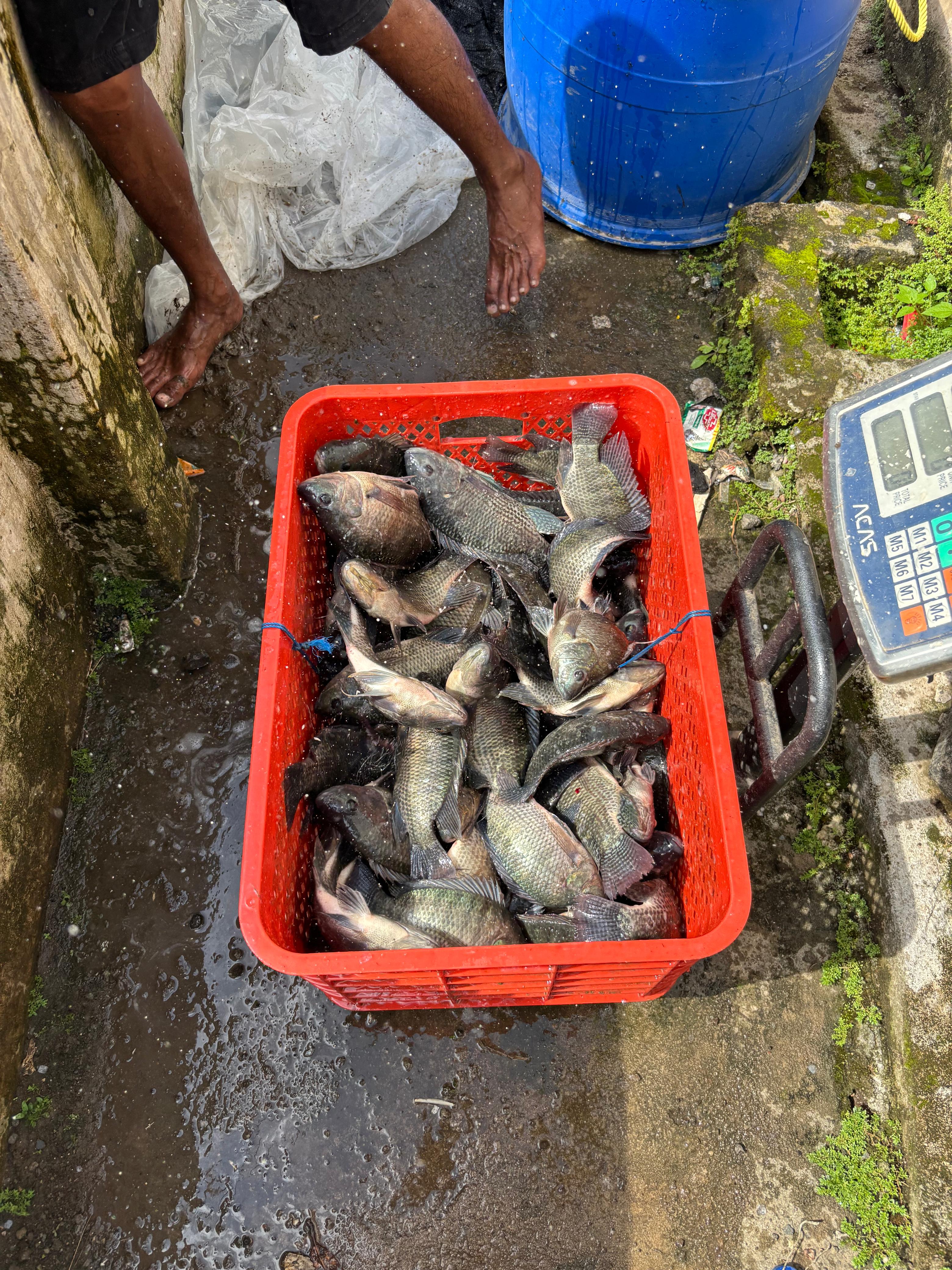 Ikan dimasukkan ke dalam keranjang untuk dikirim