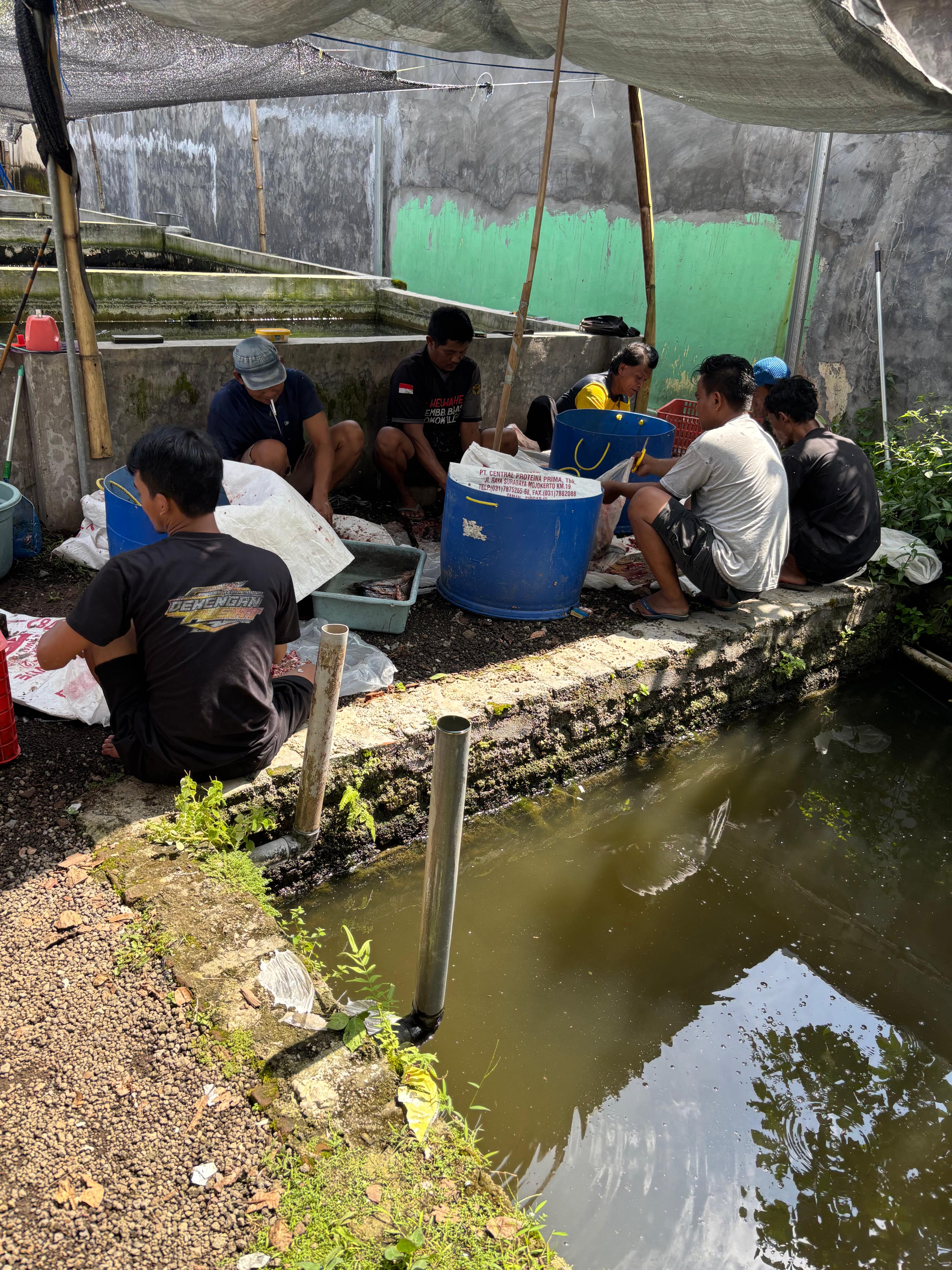 Ikan dimasukkan ke dalam keranjang untuk dikirim