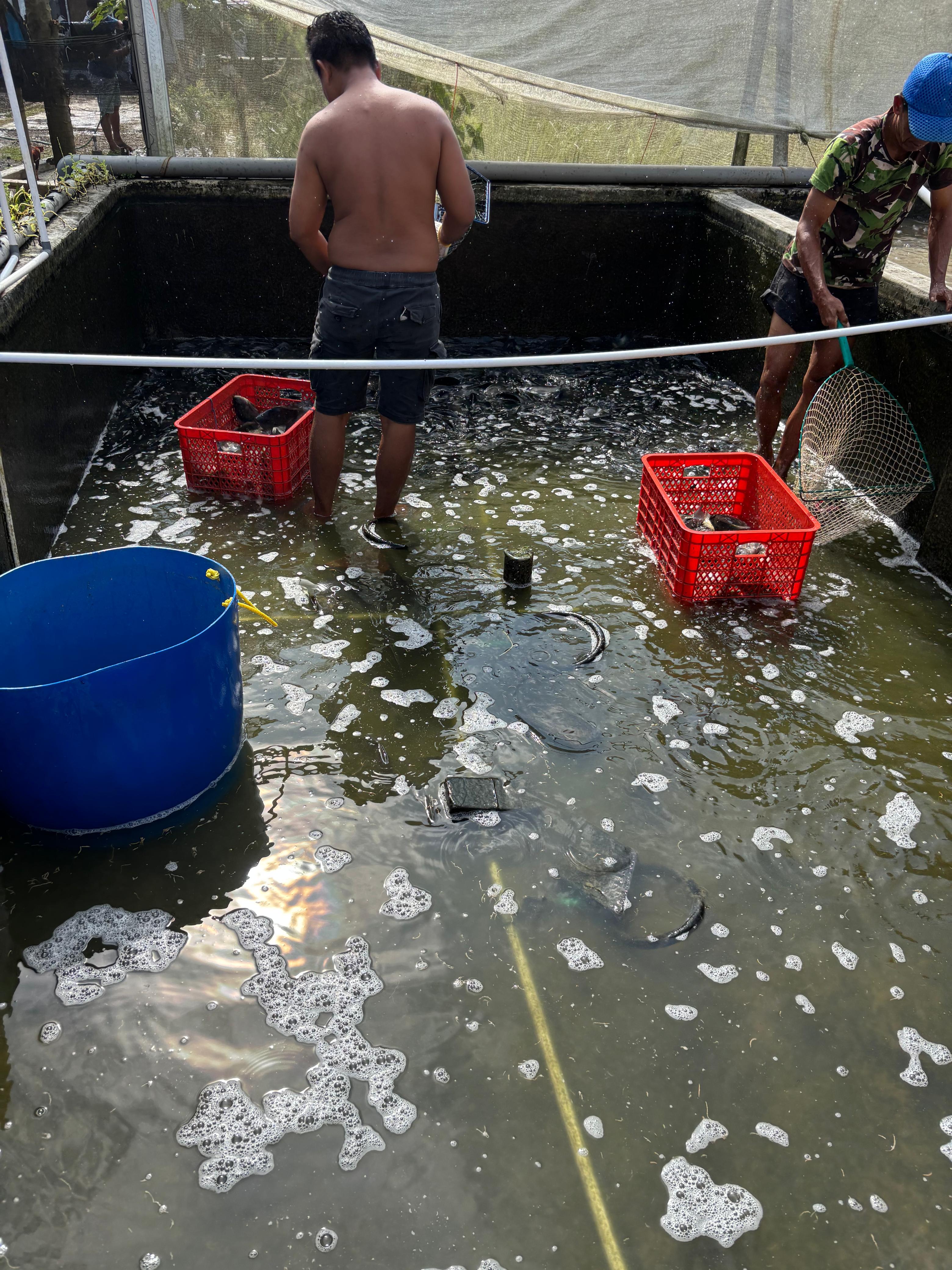 Ikan dimasukkan ke dalam keranjang untuk dikirim