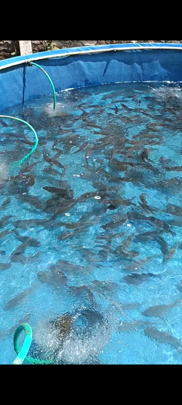 Ikan dimasukkan ke dalam keranjang untuk dikirim