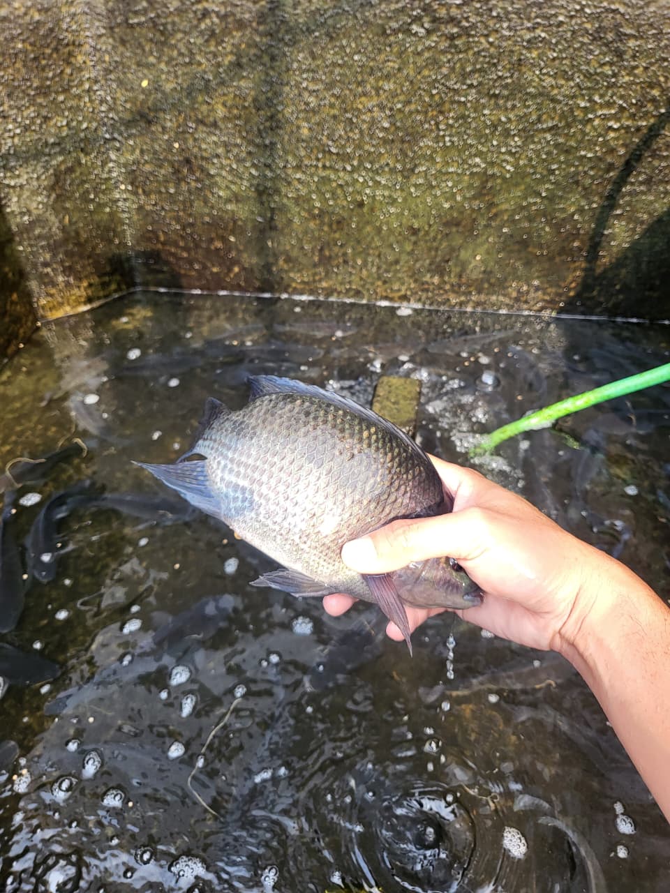 Ikan dimasukkan ke dalam keranjang untuk dikirim