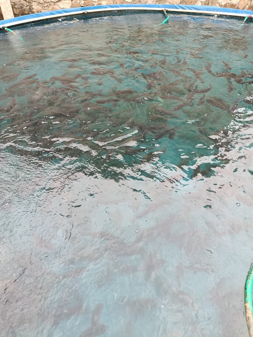 Ikan dimasukkan ke dalam keranjang untuk dikirim