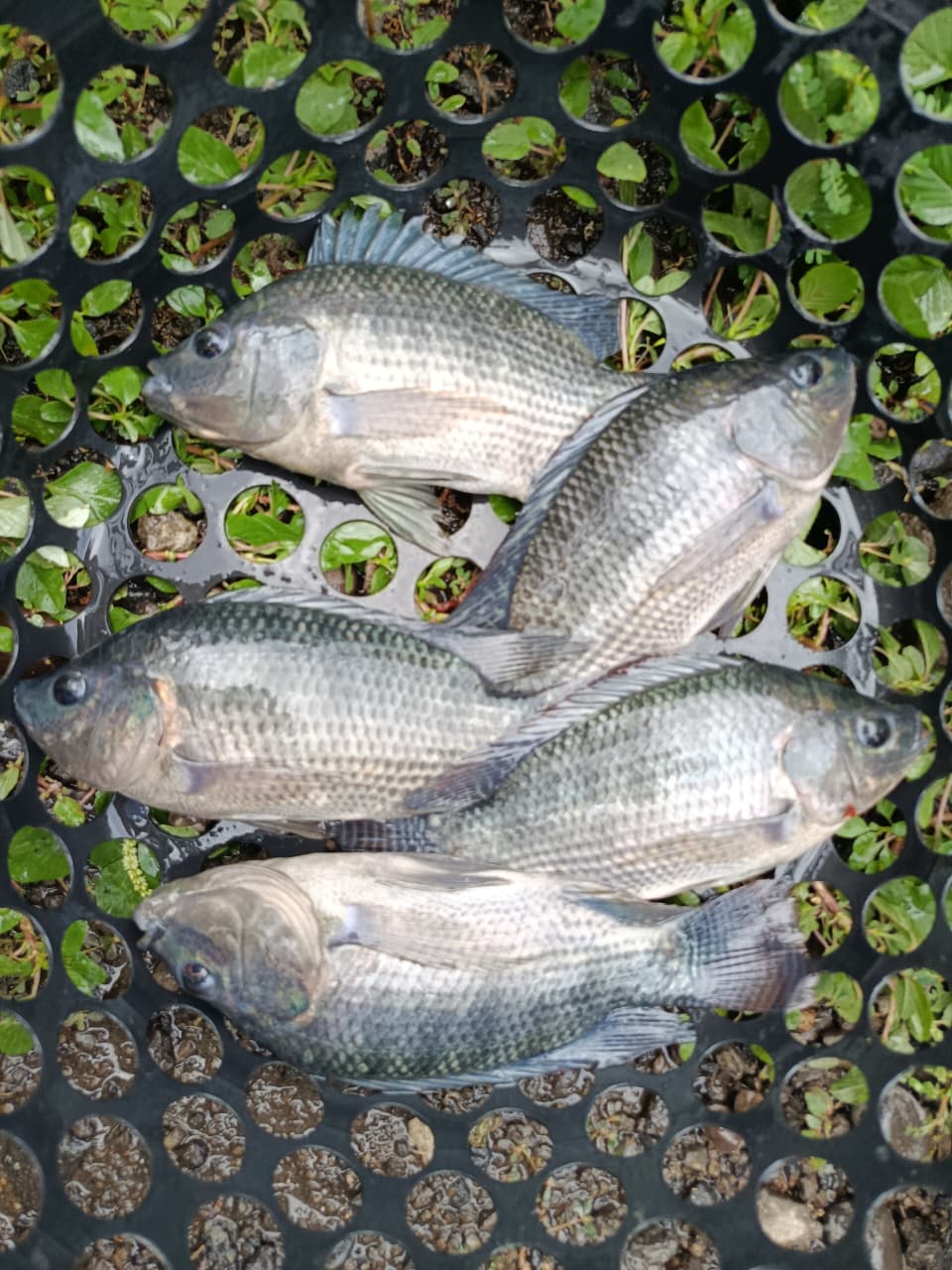 Ikan dimasukkan ke dalam keranjang untuk dikirim