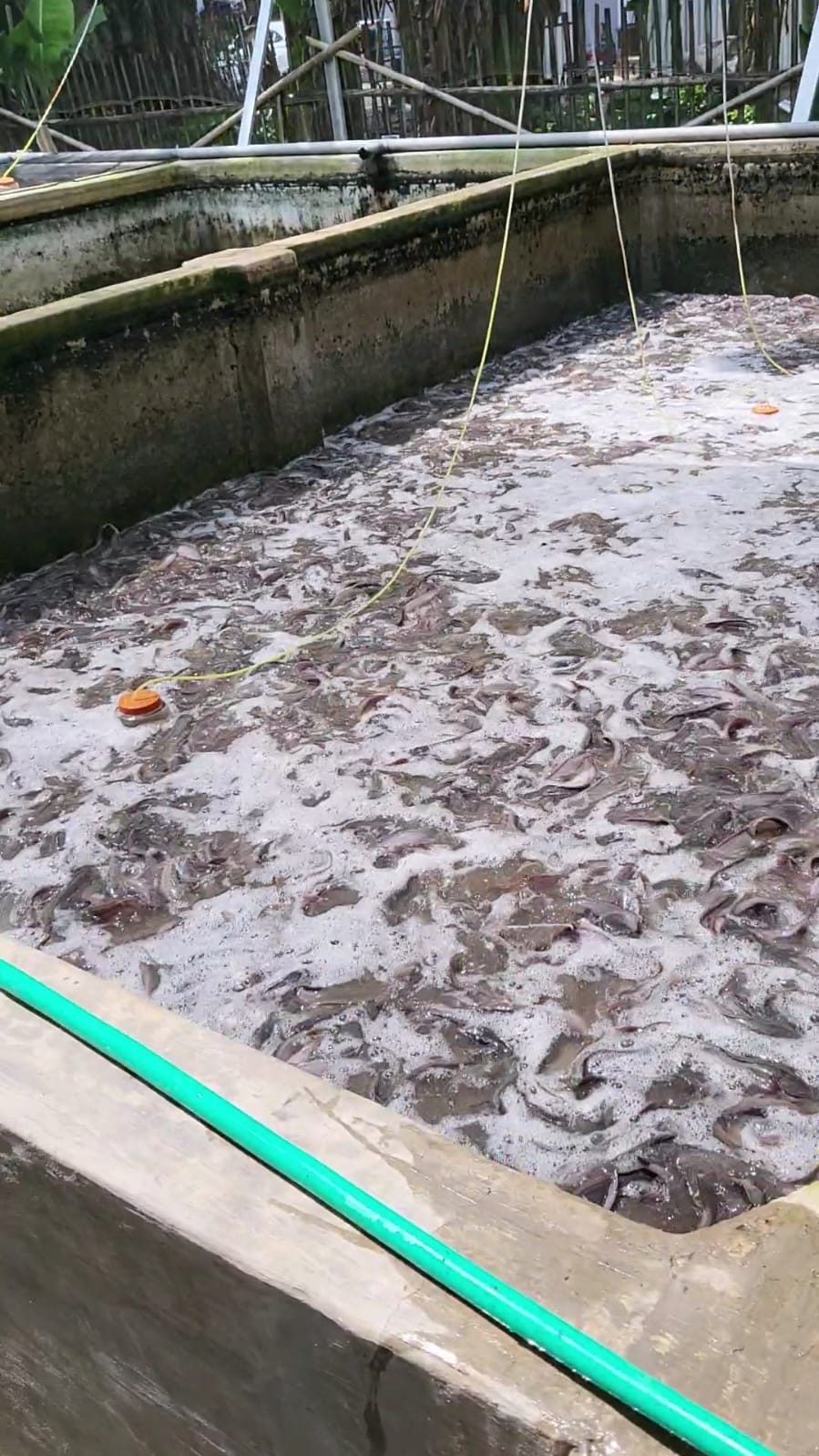 Ikan dimasukkan ke dalam keranjang untuk dikirim
