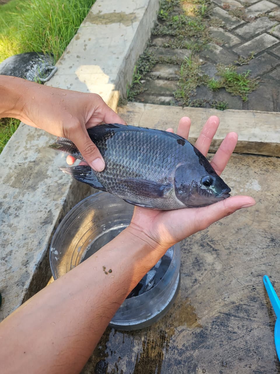 Ikan Nila Segar
