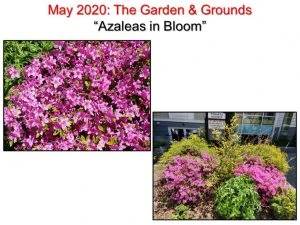 05-13 Azaleas in Bloom
