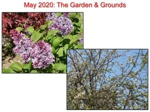 05-13 Liliacs and Flowering Trees