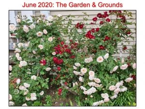 June 2020 Garden and Grounds II