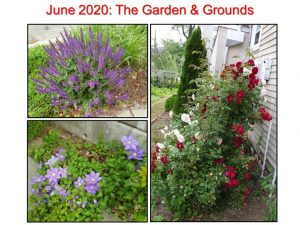June 2020 Garden and Grounds I