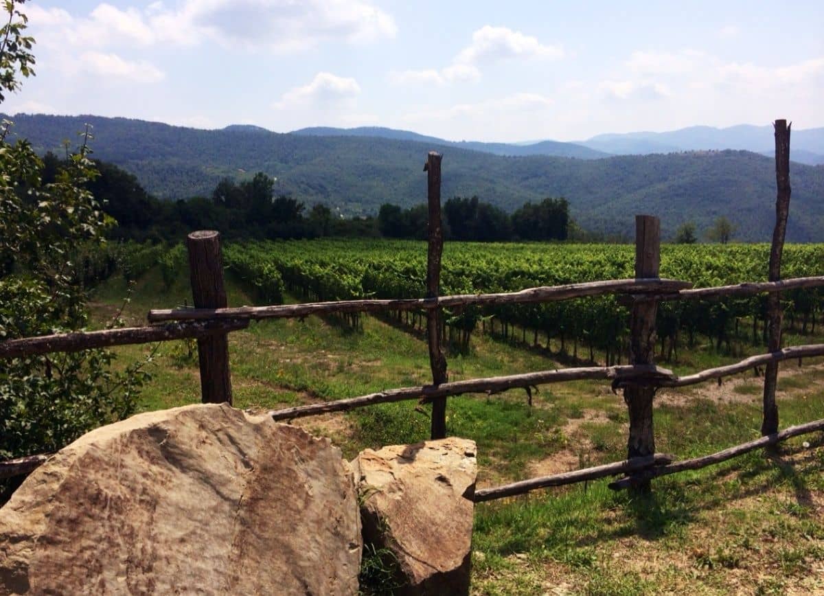 Pomaio, vigneti dal Podere