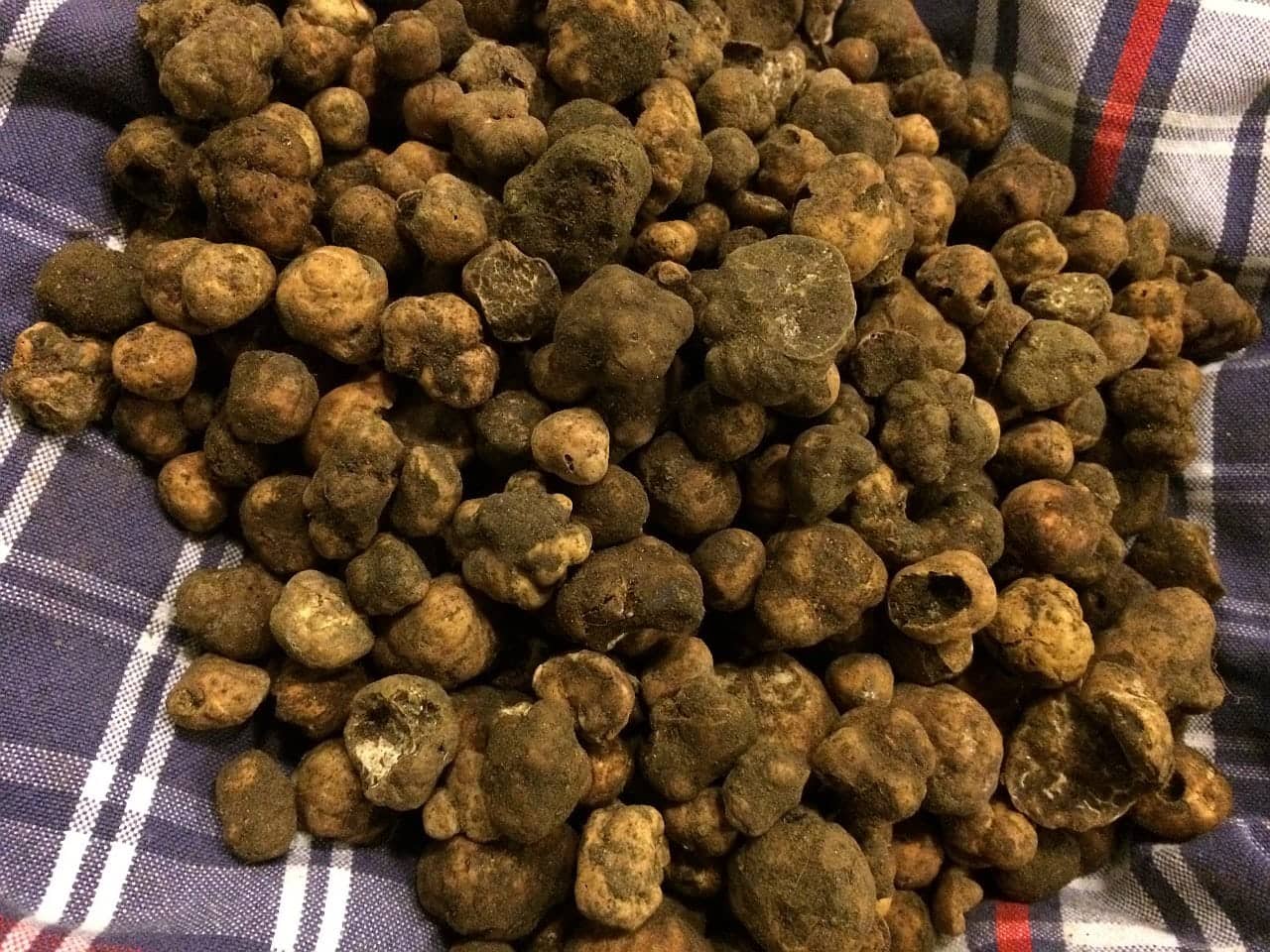San Giovanni d'Asso, Tartufo Marzuolo
