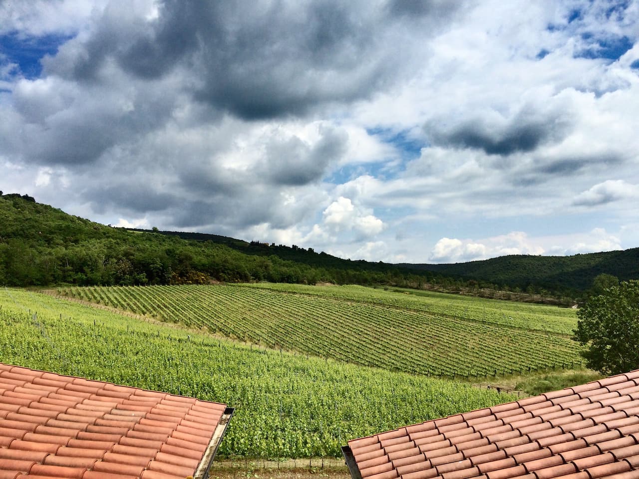 Panorama dei vigneti in Valdichiana