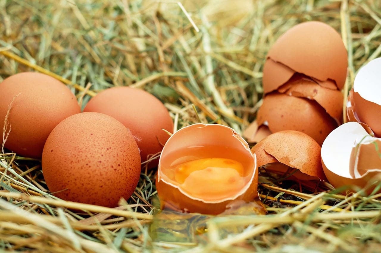 Uova di gallina