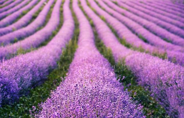 Provence látnivalói – Fedezd fel Dél-Franciaország varázslatos vidékeit