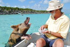 egy bácsi malacot etet a pig beachen