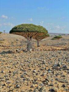 sárkány fa a socotra szigeten
