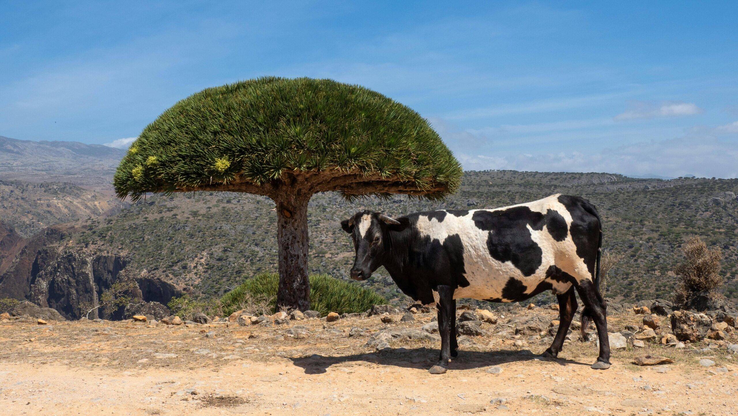 Socotra sziget különleges növényei – tényleg olyan, mint egy idegen bolygó?