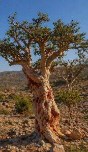Socotra sziget tömjénfa száraz, sziklás környezetben, Boswellia fa természetes élőhelyén