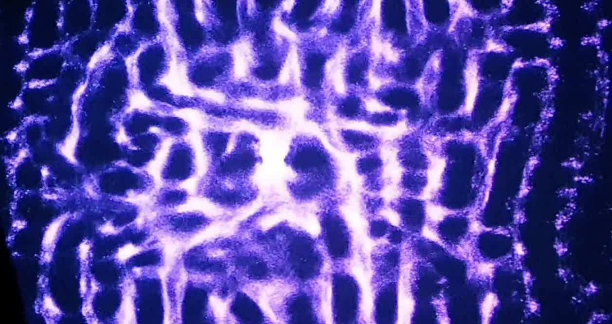 Параметрически управляемая эмерджентная импровизация