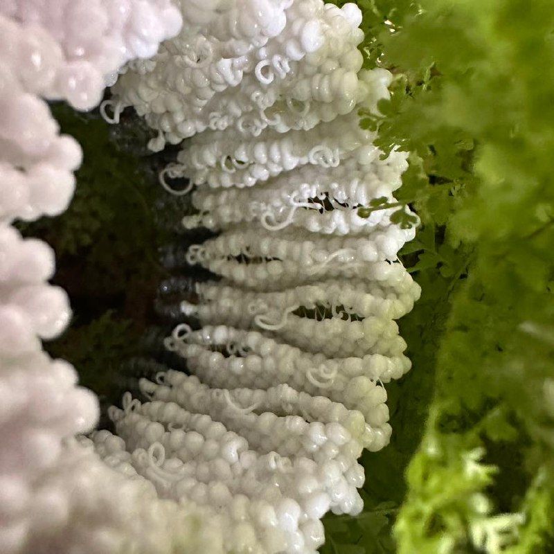 Surface made of tiny knots, viewed from inside the lattice
