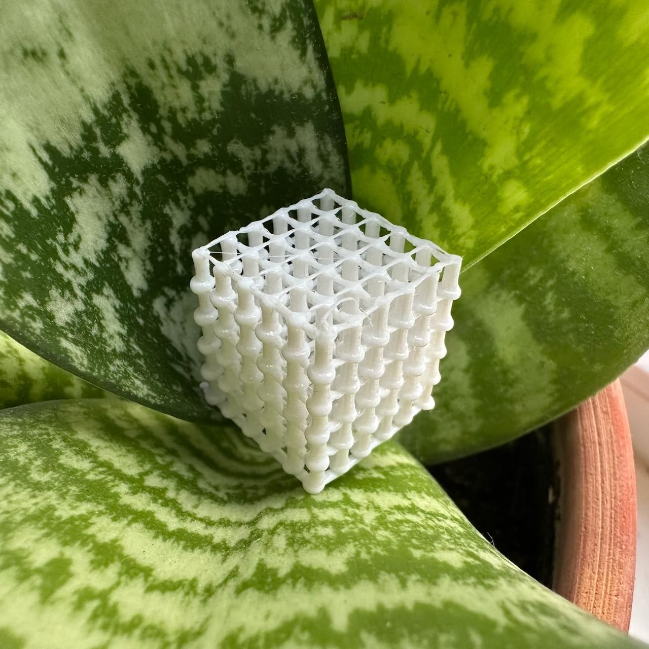 A cube made of stems and thin bridges