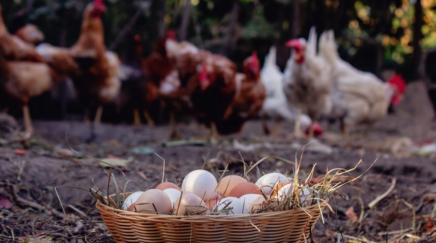 Panier à œufs