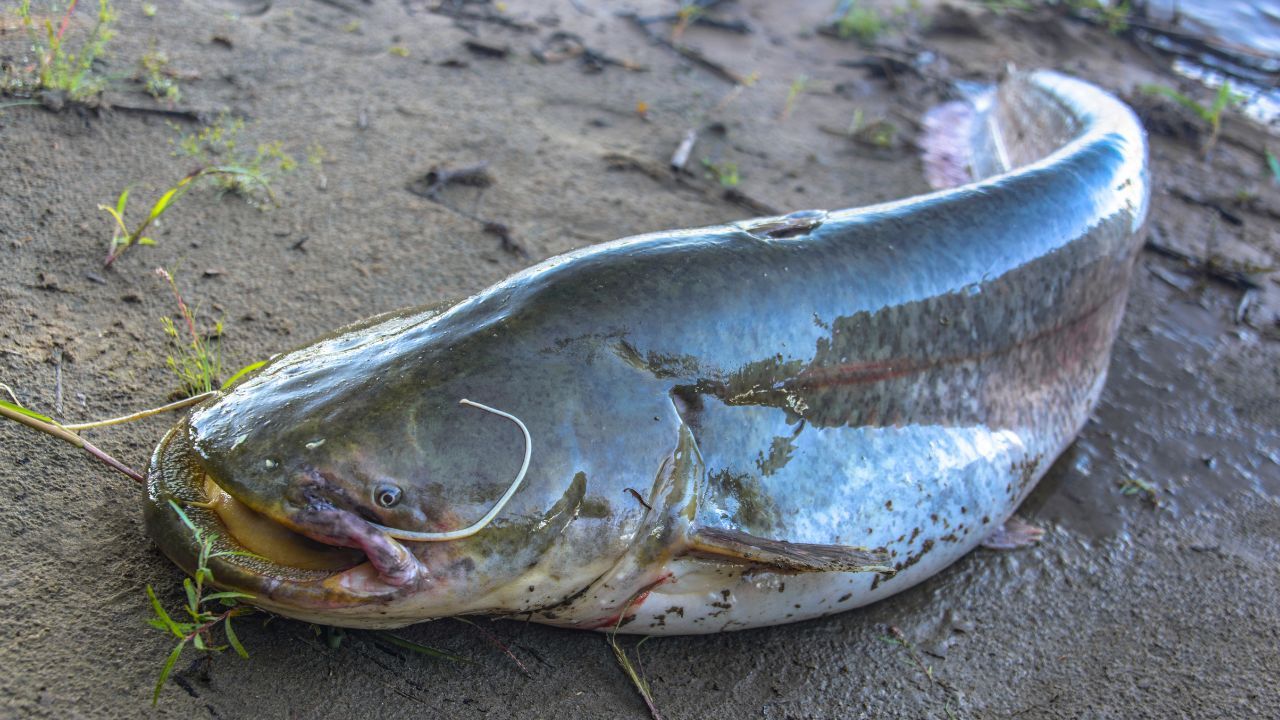 The Ultimate Guide to Mushi Fish