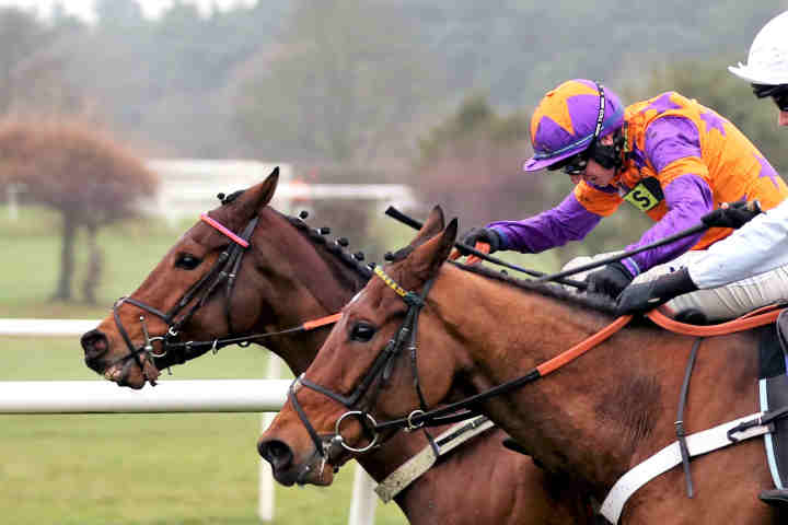 Horses racing at the Preakness Stakes