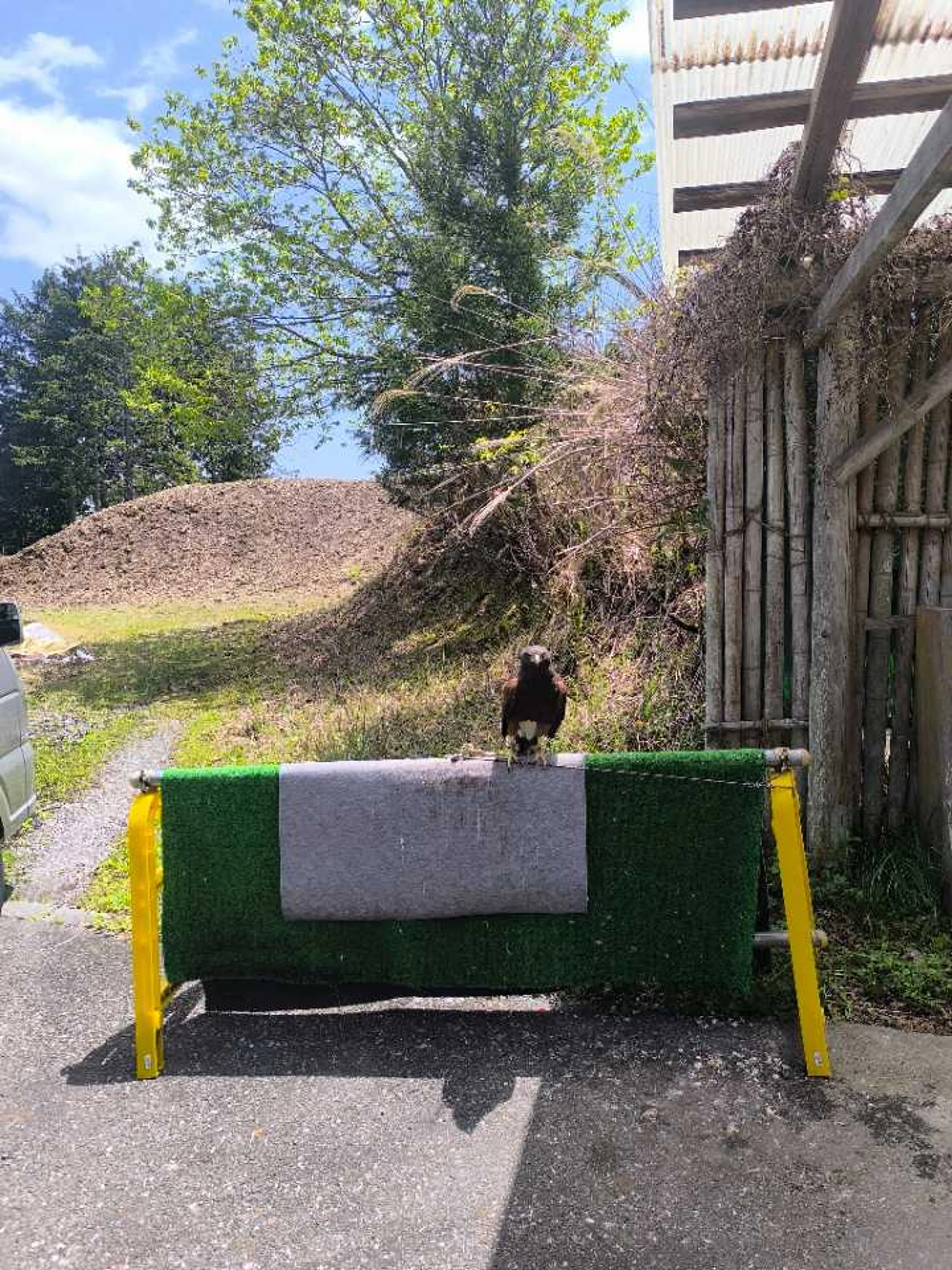 タカが飼われてた