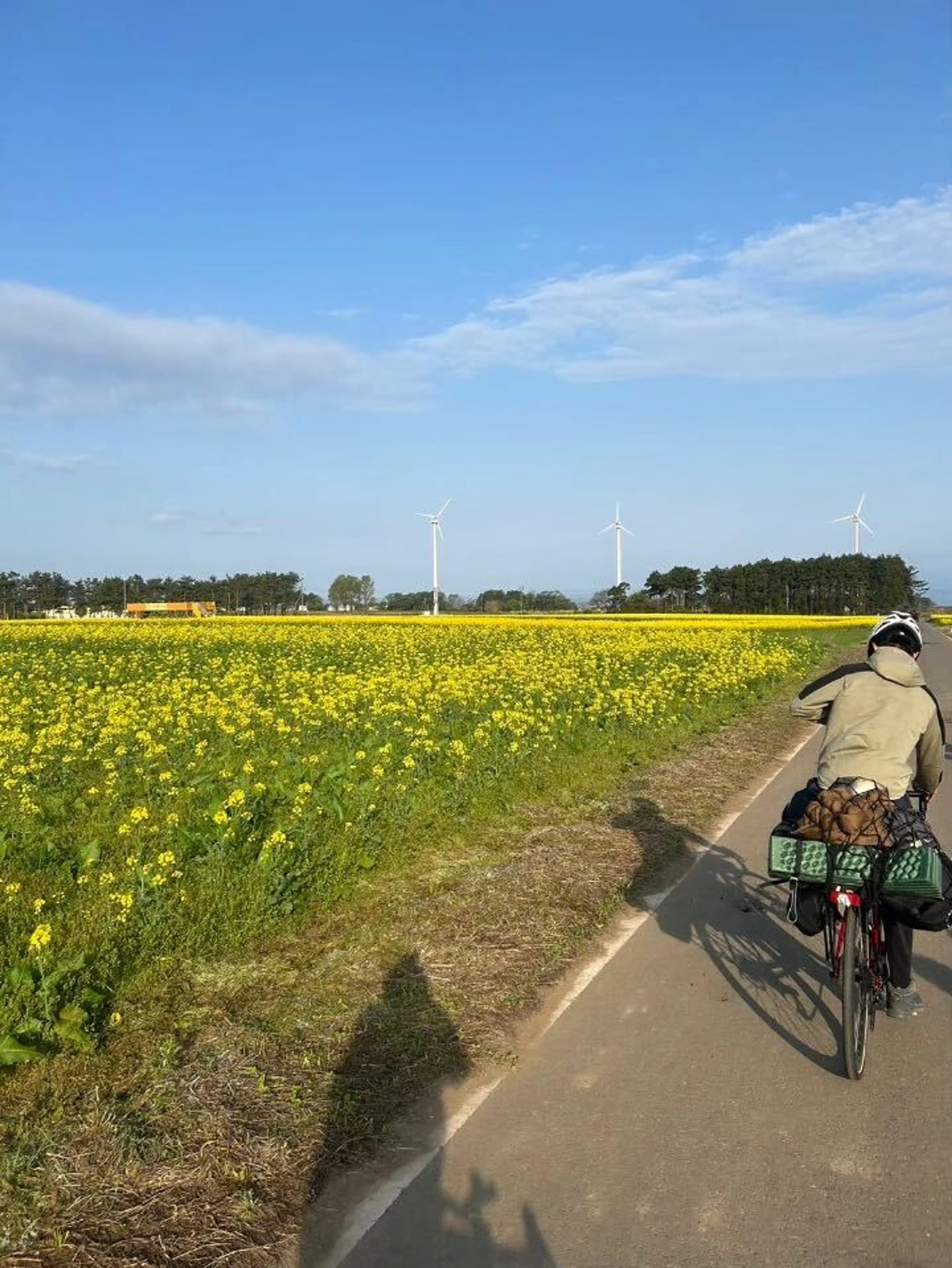 横浜は菜の花畑が有名です