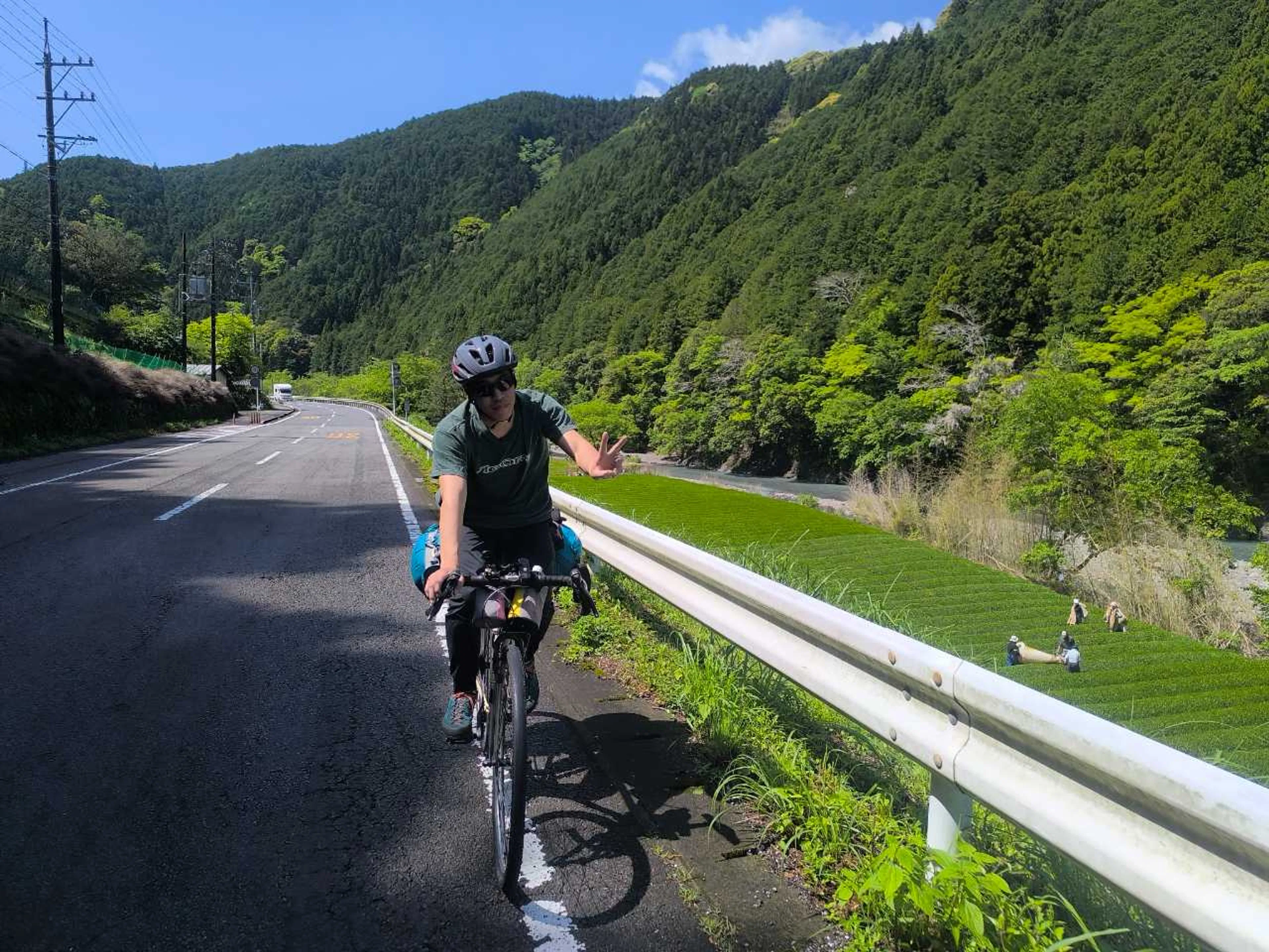 茶畑いいですなー