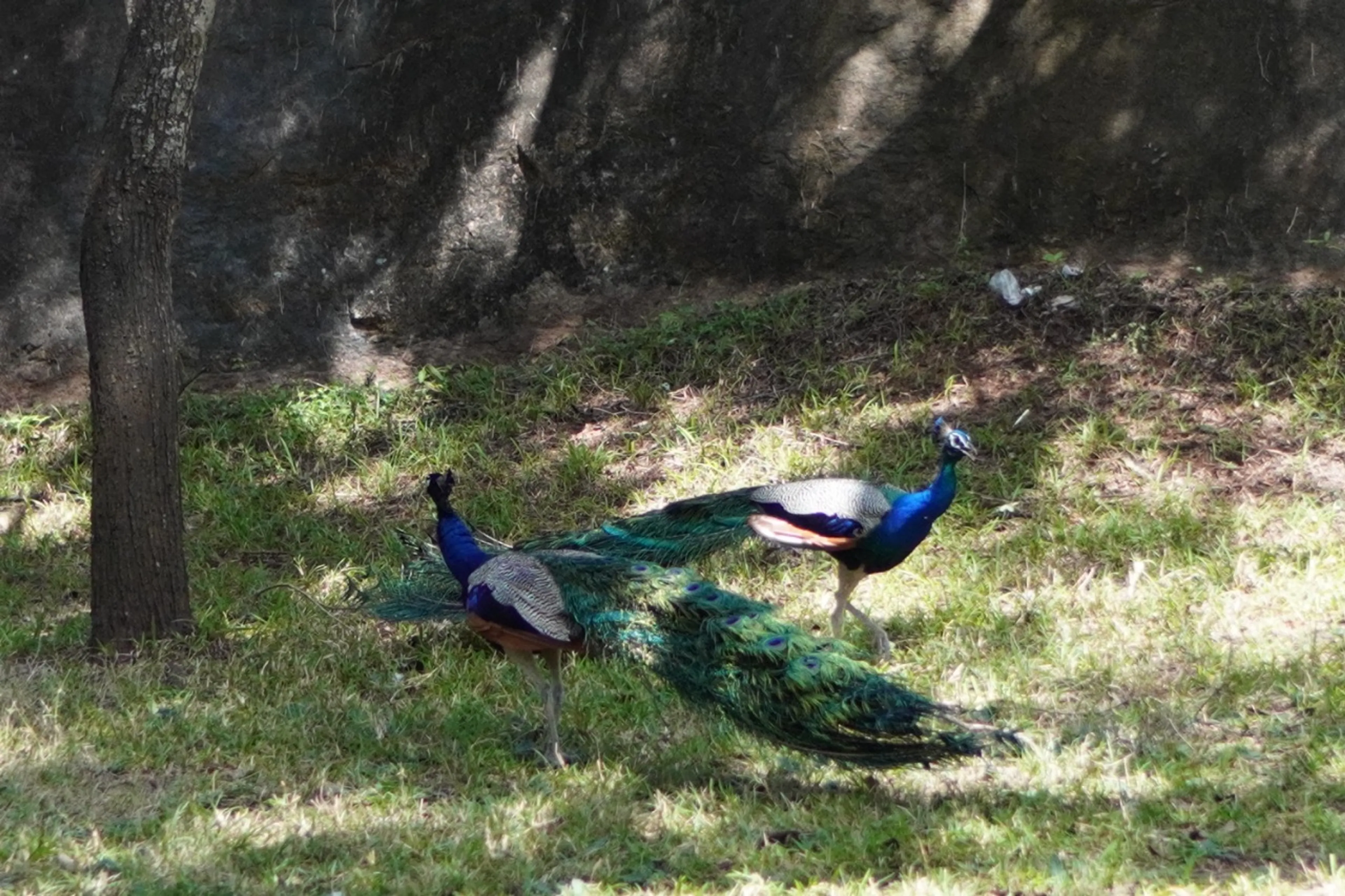 羽を広げないクジャク