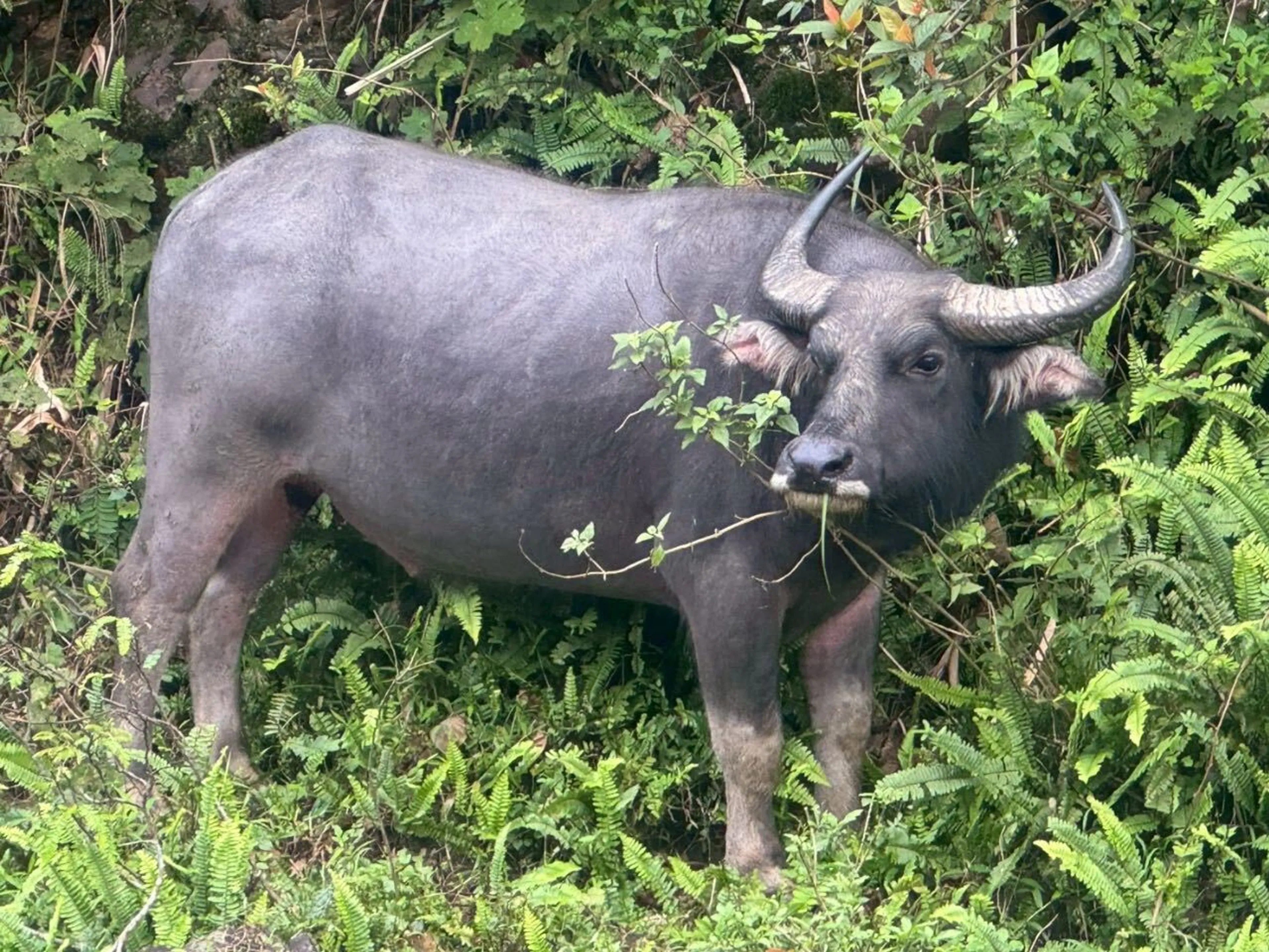 野生の牛強そう