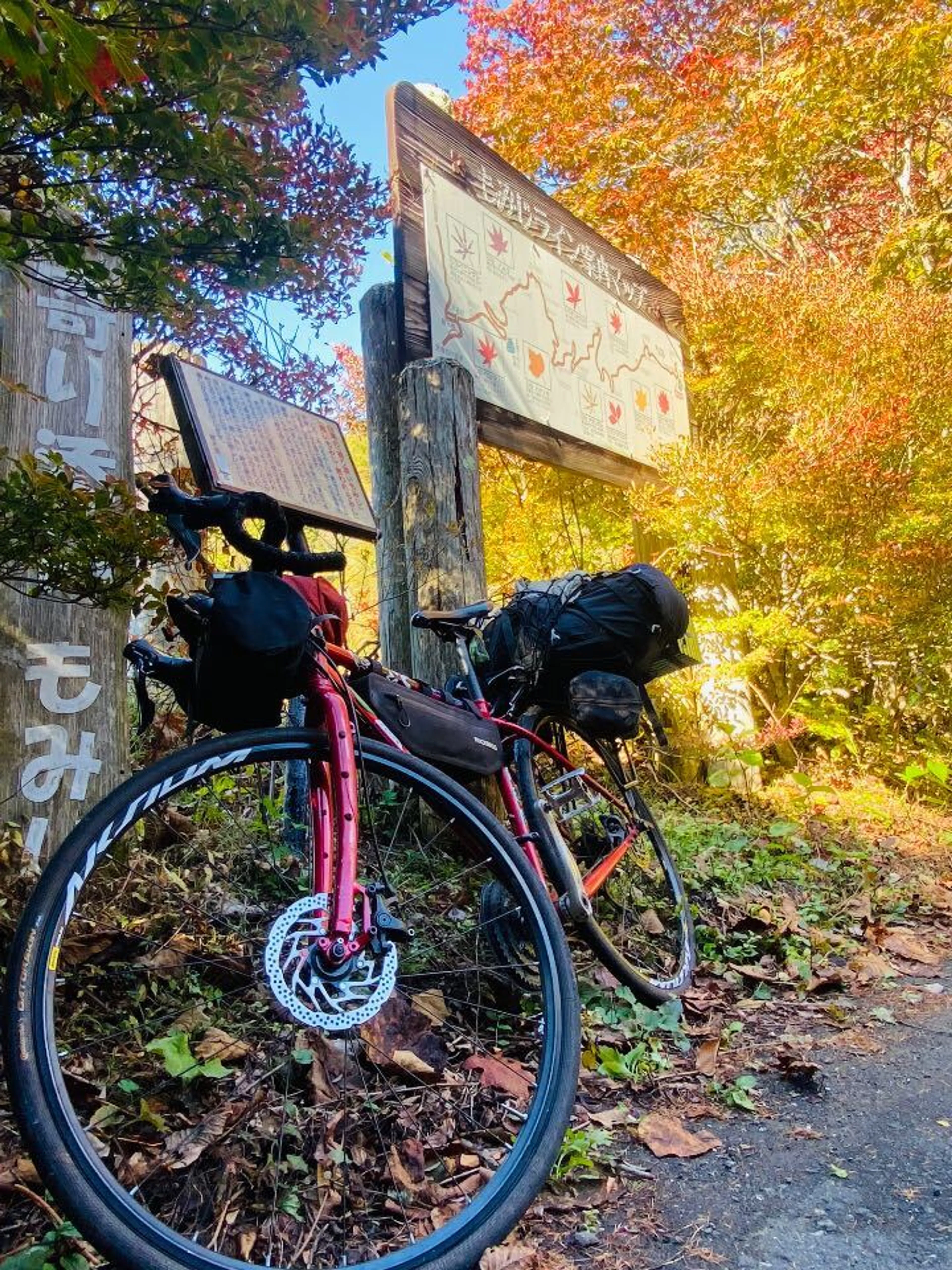 もみじライン、言うほどもみじではない